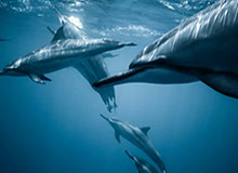 九游用户的成长之旅：在指尖上把游戏变成生活